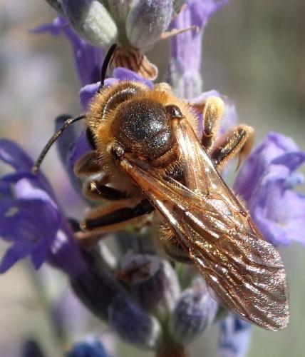 Réf. 239 489 : Halictus sexcinctus